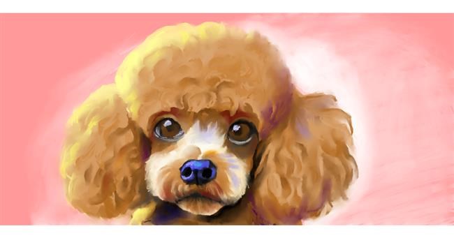 Drawing of Poodle by Ghost