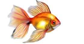 Drawing of Goldfish by Aminich