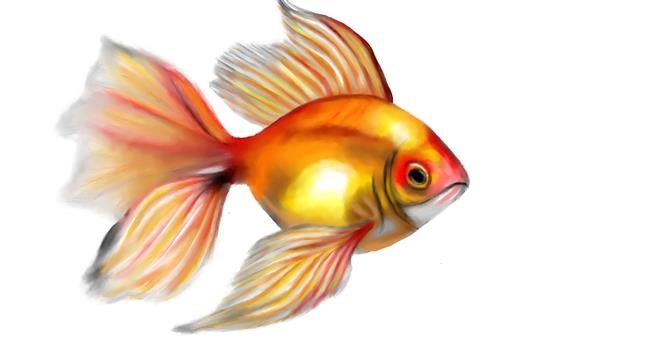 Drawing of Goldfish by Aminich