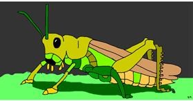 Drawing of Grasshopper by Swimmer 