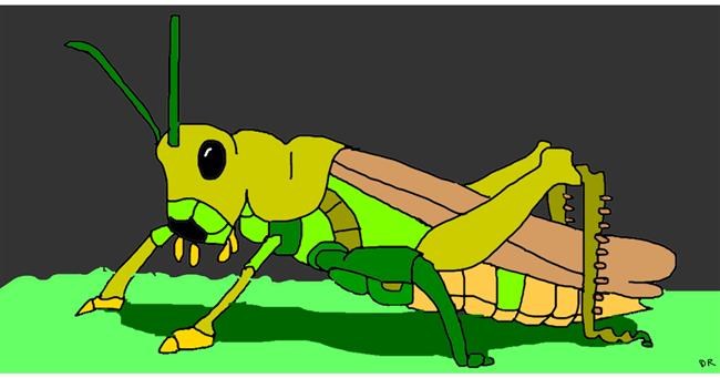 Drawing of Grasshopper by Swimmer 