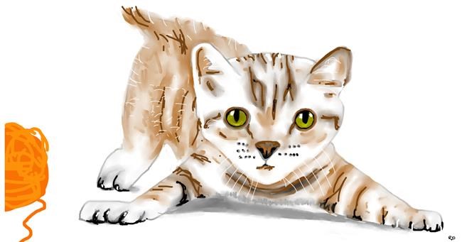 Drawing of Kitten by Swimmer 