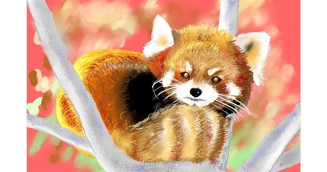 Drawing of Red Panda by GJP - Drawize Gallery!